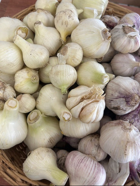 ORGANIC GARLIC
