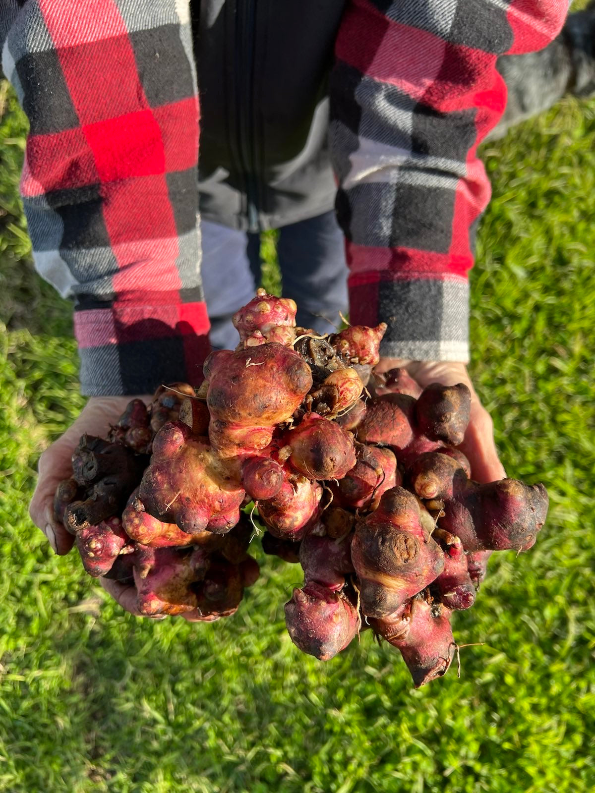 Yacon Rhizomes (for planting)