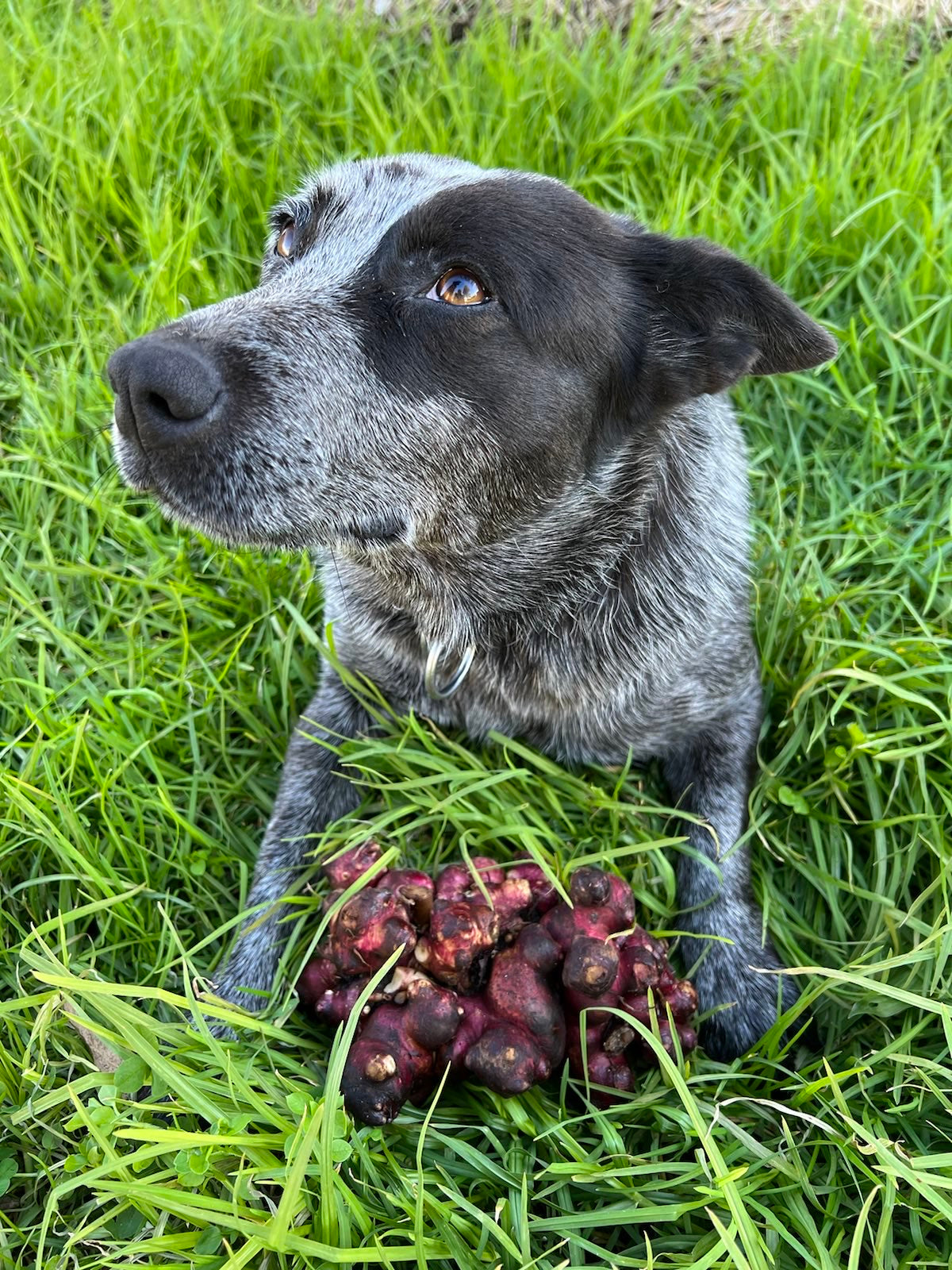 Yacon Rhizomes (for planting)