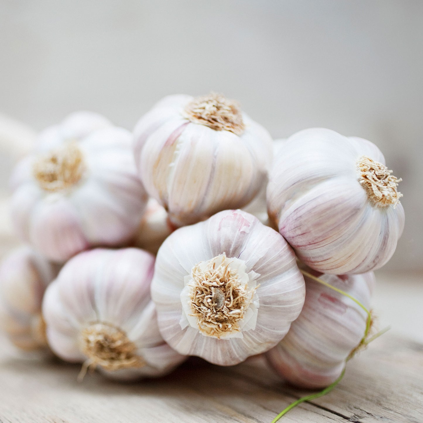 ORGANIC GARLIC