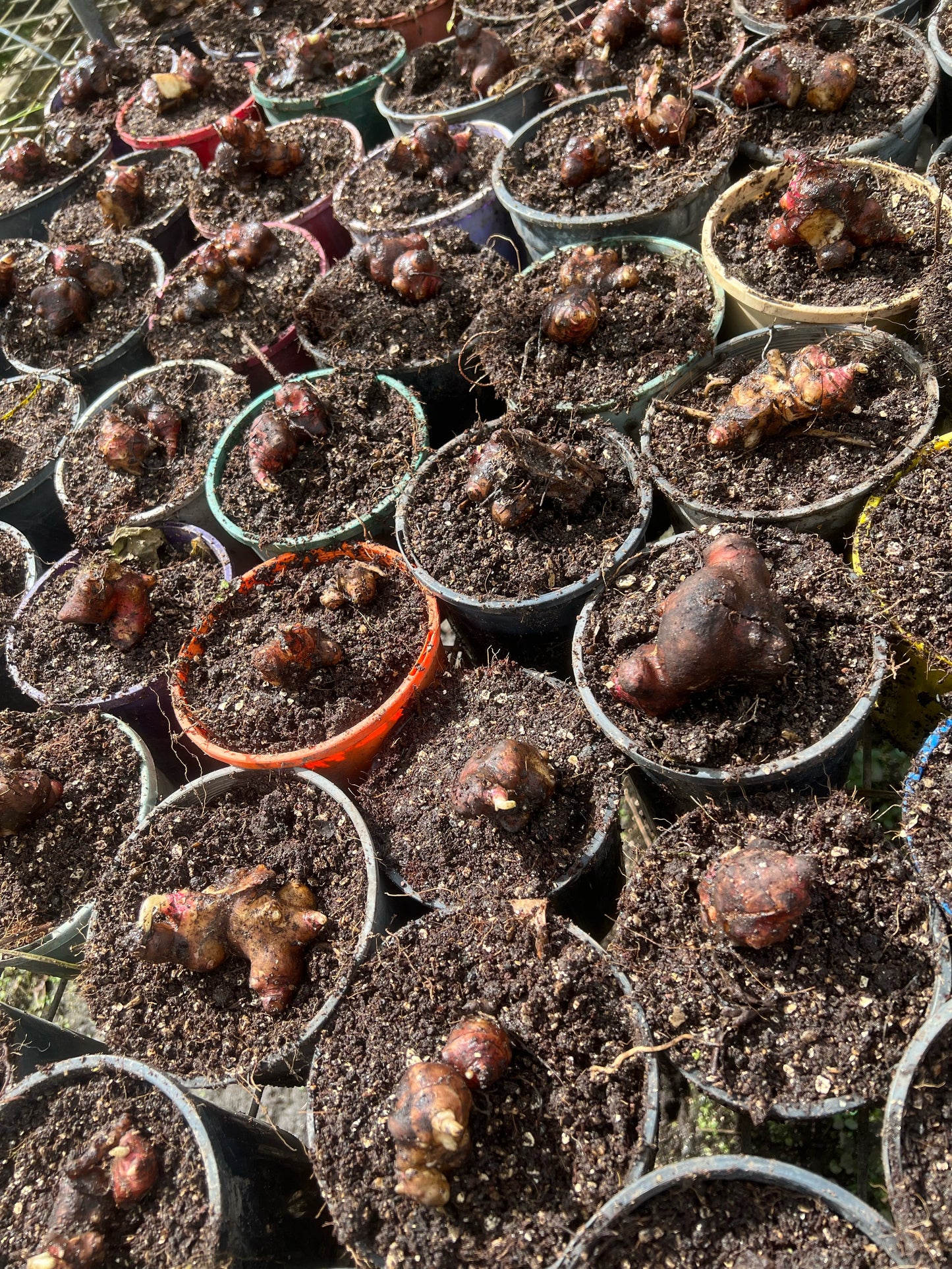 Yacon Rhizomes (for planting)